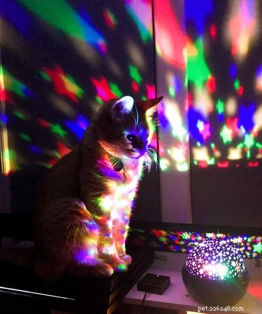 22 Trendy Pet Names Trending on Social Media This Month
