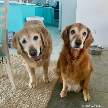22 Trendy Pet Names Trending on Social Media This Month