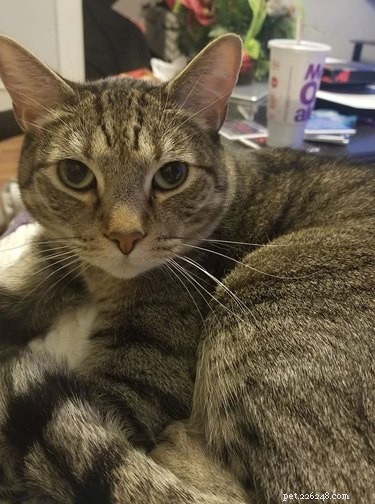 22 Trendy Pet Names Trending on Social Media This Month