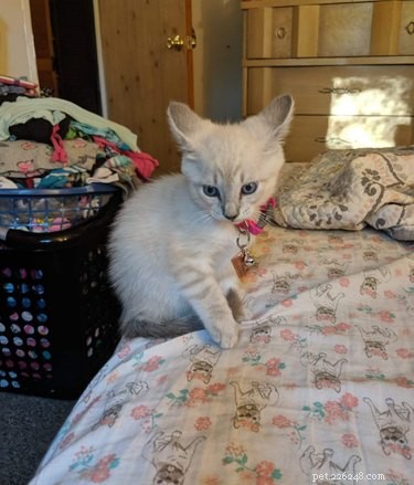 22 Trendy Pet Names Trending on Social Media This Month