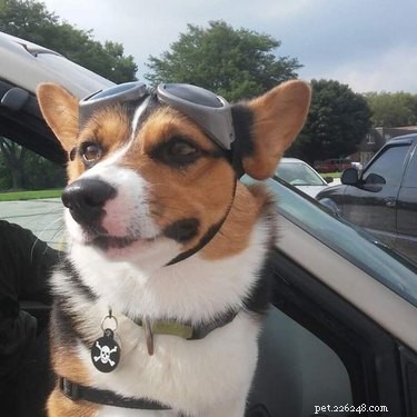 22 Trendy Pet Names Trending on Social Media This Month