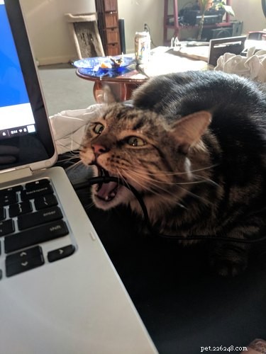 22 Trendy Pet Names Trending on Social Media This Month
