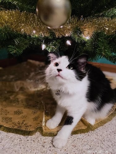 22 Trendy Pet Names Trending on Social Media This Month