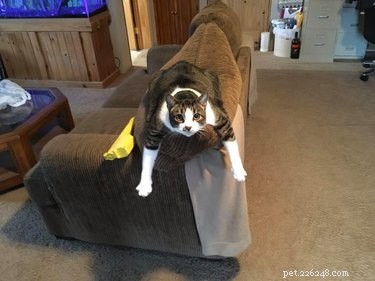 22 Trendy Pet Names Trending on Social Media This Month