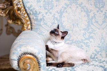 166 Royal Names to Elevate Your Pet s Status
