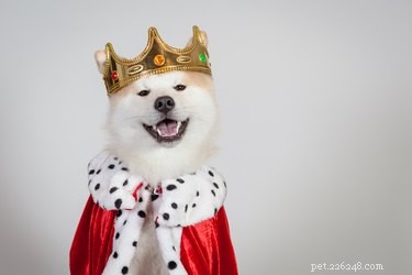166 Royal Names to Elevate Your Pet s Status