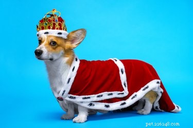166 Royal Names to Elevate Your Pet s Status