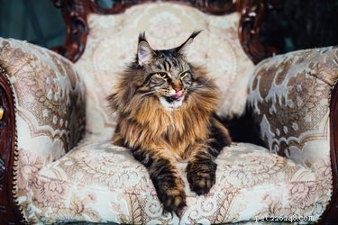 166 Royal Names to Elevate Your Pet s Status