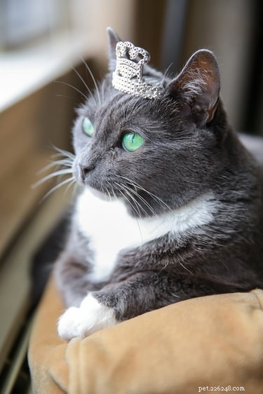 166 Royal Names to Elevate Your Pet s Status