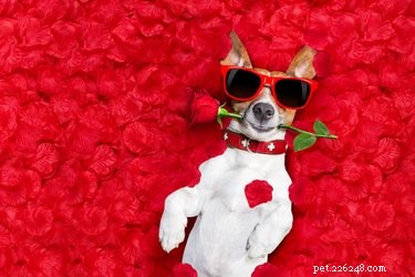 120 Charming Names for Your Casanova Dog: Playful Picks for Males & Females