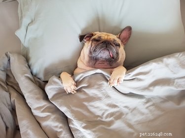 101 Relaxed Dog Names for Couch Potatoes