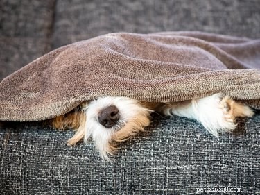 101 Relaxed Dog Names for Couch Potatoes