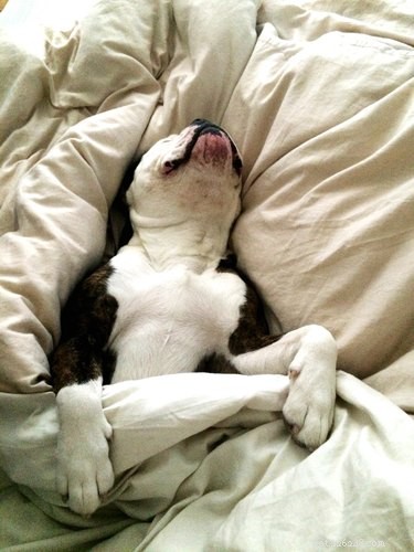 101 Relaxed Dog Names for Couch Potatoes