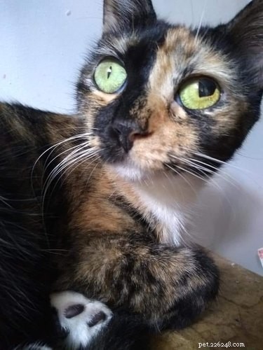 17 Trending Pet Names That Sparked Social Media Buzz This Month