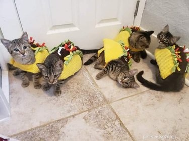 17 Trending Pet Names That Sparked Social Media Buzz This Month