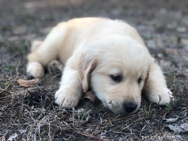 17 Trending Pet Names That Sparked Social Media Buzz This Month