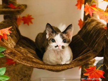 17 Trending Pet Names That Sparked Social Media Buzz This Month