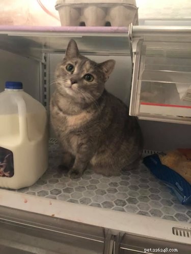 17 Trending Pet Names That Sparked Social Media Buzz This Month