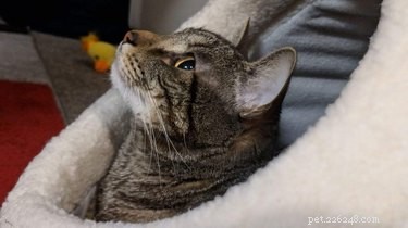 17 Trending Pet Names That Sparked Social Media Buzz This Month