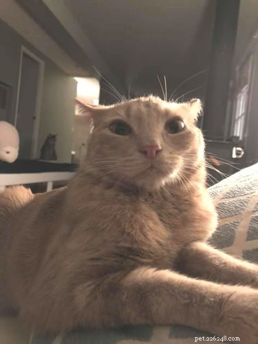 17 Trending Pet Names That Sparked Social Media Buzz This Month