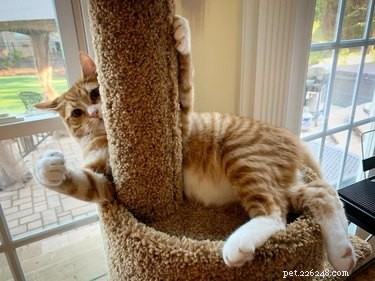 17 Trending Pet Names That Sparked Social Media Buzz This Month