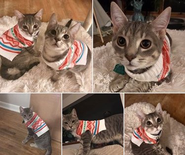17 Trending Pet Names That Sparked Social Media Buzz This Month