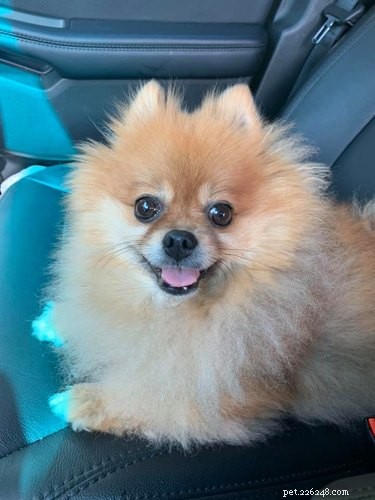 17 Trending Pet Names That Sparked Social Media Buzz This Month