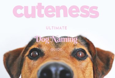 How to Choose the Perfect Name for Your New Dog: A Comprehensive Guide