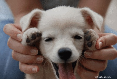 How to Choose the Perfect Name for Your New Dog: A Comprehensive Guide