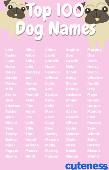 How to Choose the Perfect Name for Your New Dog: A Comprehensive Guide