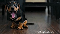 How to Choose the Perfect Name for Your New Dog: A Comprehensive Guide