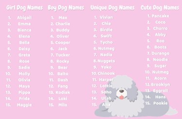How to Choose the Perfect Name for Your New Dog: A Comprehensive Guide