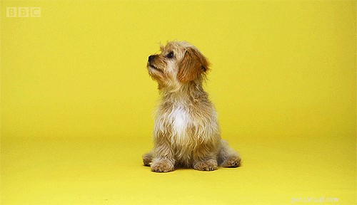 How to Choose the Perfect Name for Your New Dog: A Comprehensive Guide