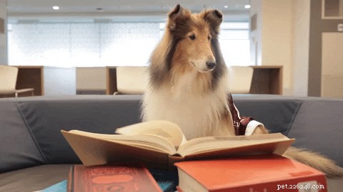 How to Choose the Perfect Name for Your New Dog: A Comprehensive Guide