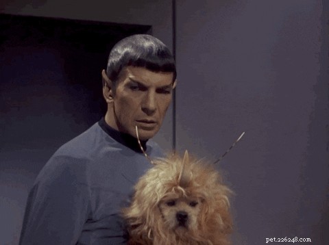How to Choose the Perfect Name for Your New Dog: A Comprehensive Guide
