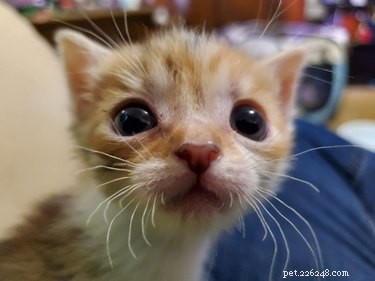 20 Trending Pet Names From Social Media That Will Inspire You