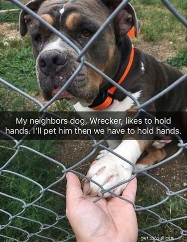 20 Trending Pet Names From Social Media That Will Inspire You