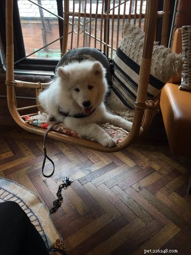 20 Trending Pet Names From Social Media That Will Inspire You