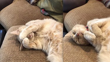 20 Trending Pet Names From Social Media That Will Inspire You