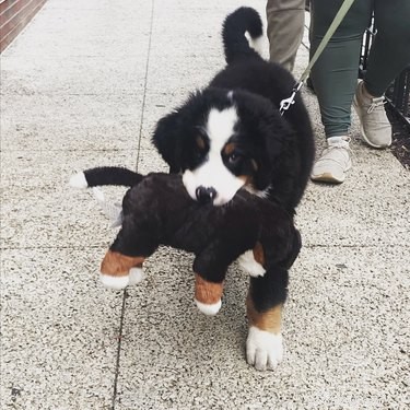 20 Trending Pet Names From Social Media That Will Inspire You