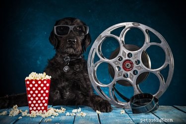 135 Classic Hollywood Dog Names: A Timeless Tribute