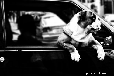 135 Classic Hollywood Dog Names: A Timeless Tribute
