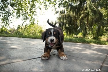 140 Playful Dog Names for Your Spirited Pup