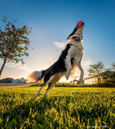 140 Playful Dog Names for Your Spirited Pup