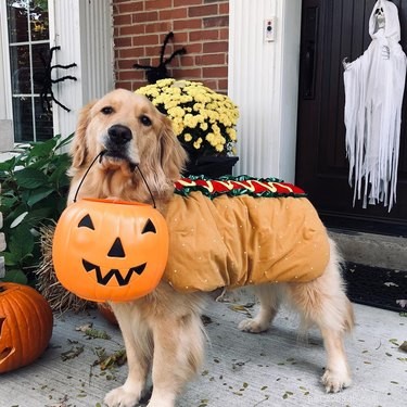 134 Halloween Dog Names: Spooky, Cute, and Creative Picks