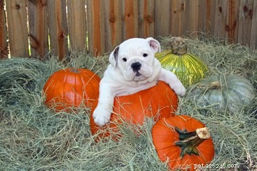 134 Halloween Dog Names: Spooky, Cute, and Creative Picks