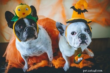 134 Halloween Dog Names: Spooky, Cute, and Creative Picks