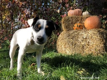 134 Halloween Dog Names: Spooky, Cute, and Creative Picks
