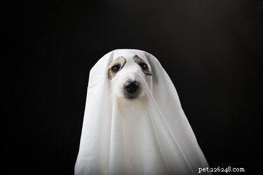 134 Halloween Dog Names: Spooky, Cute, and Creative Picks