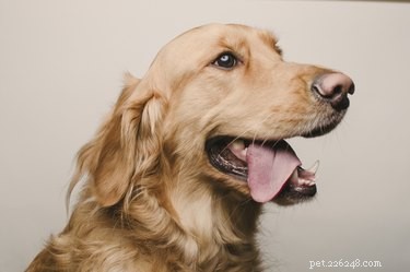 140 Proven Dog Names That Begin with R – Classic & Modern Choices